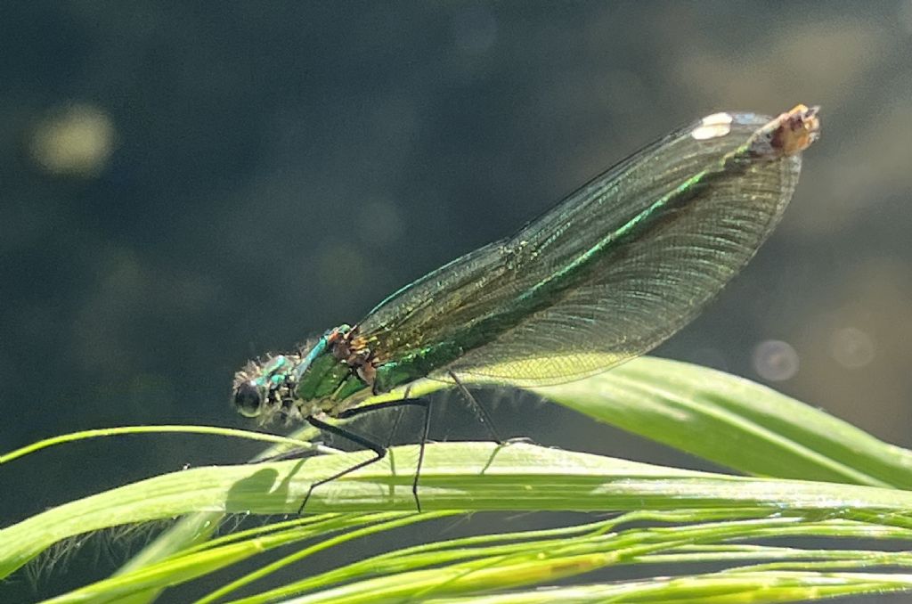Calopteryx splendens..... m. e f.